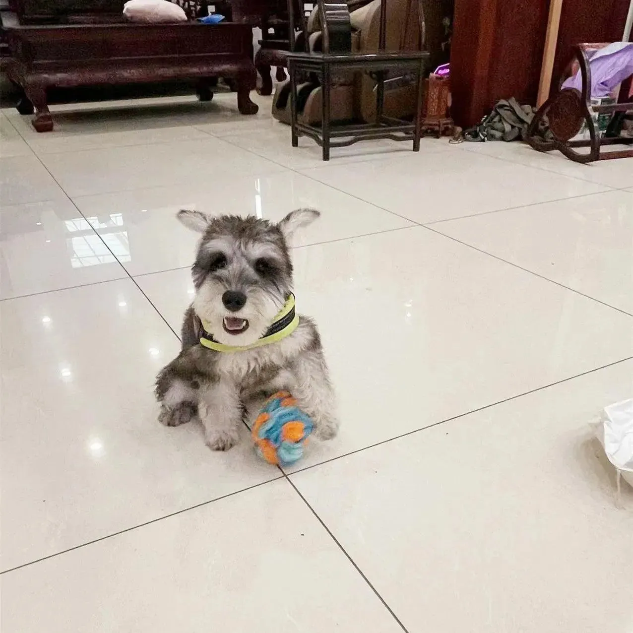 Engage Educate Entertain Sniffing Mat Ball