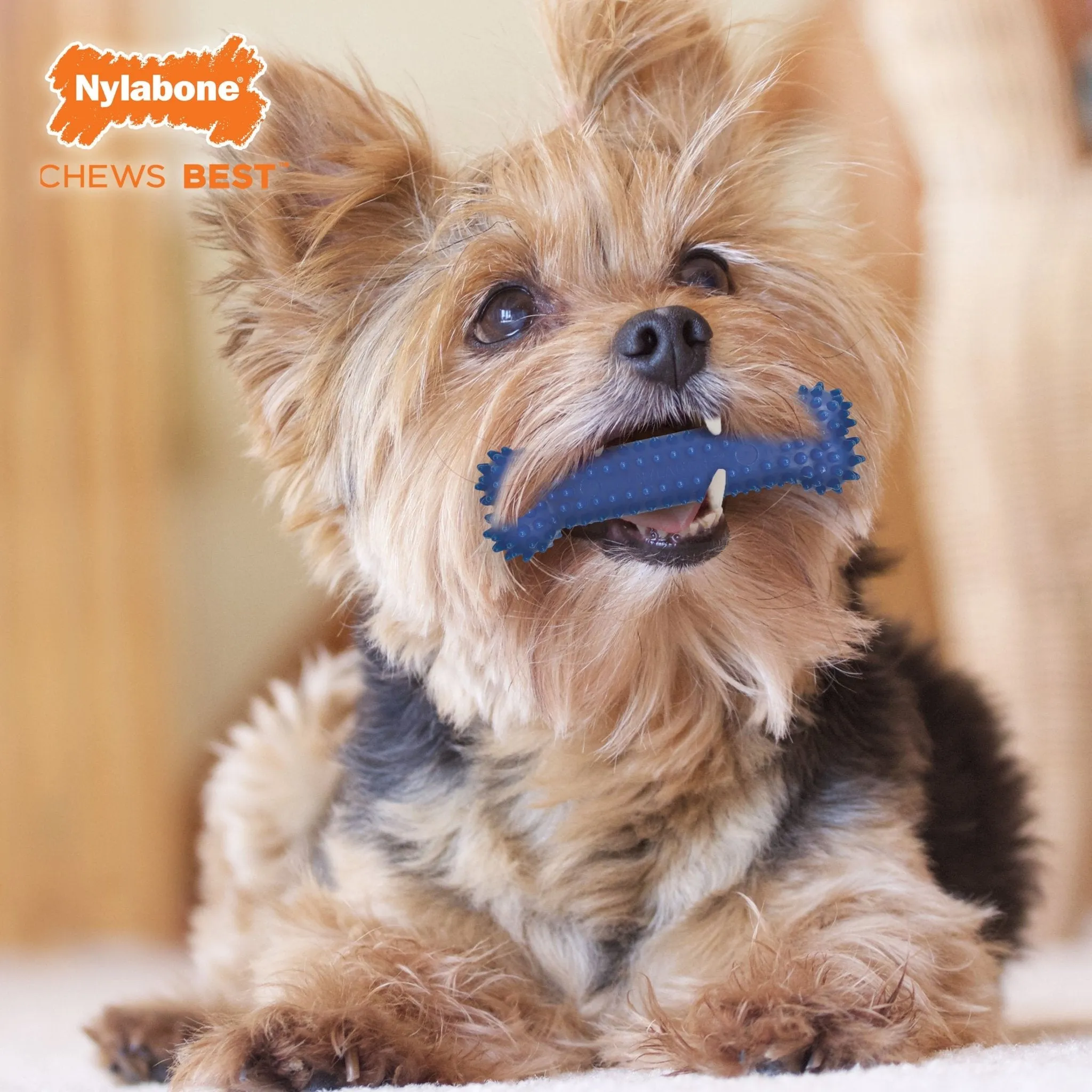 Nylabone Dental Chew Bone