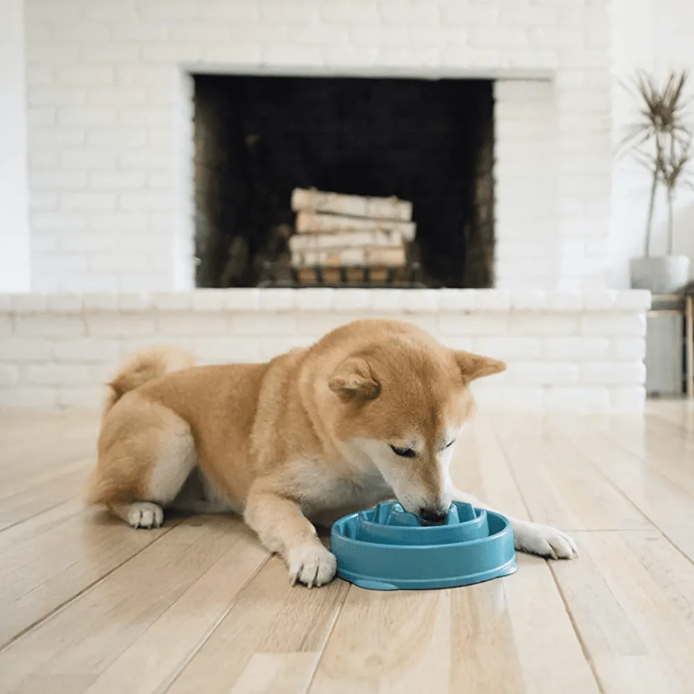 Outward Hound Fun/Slow Feeder for Dogs (Teal)