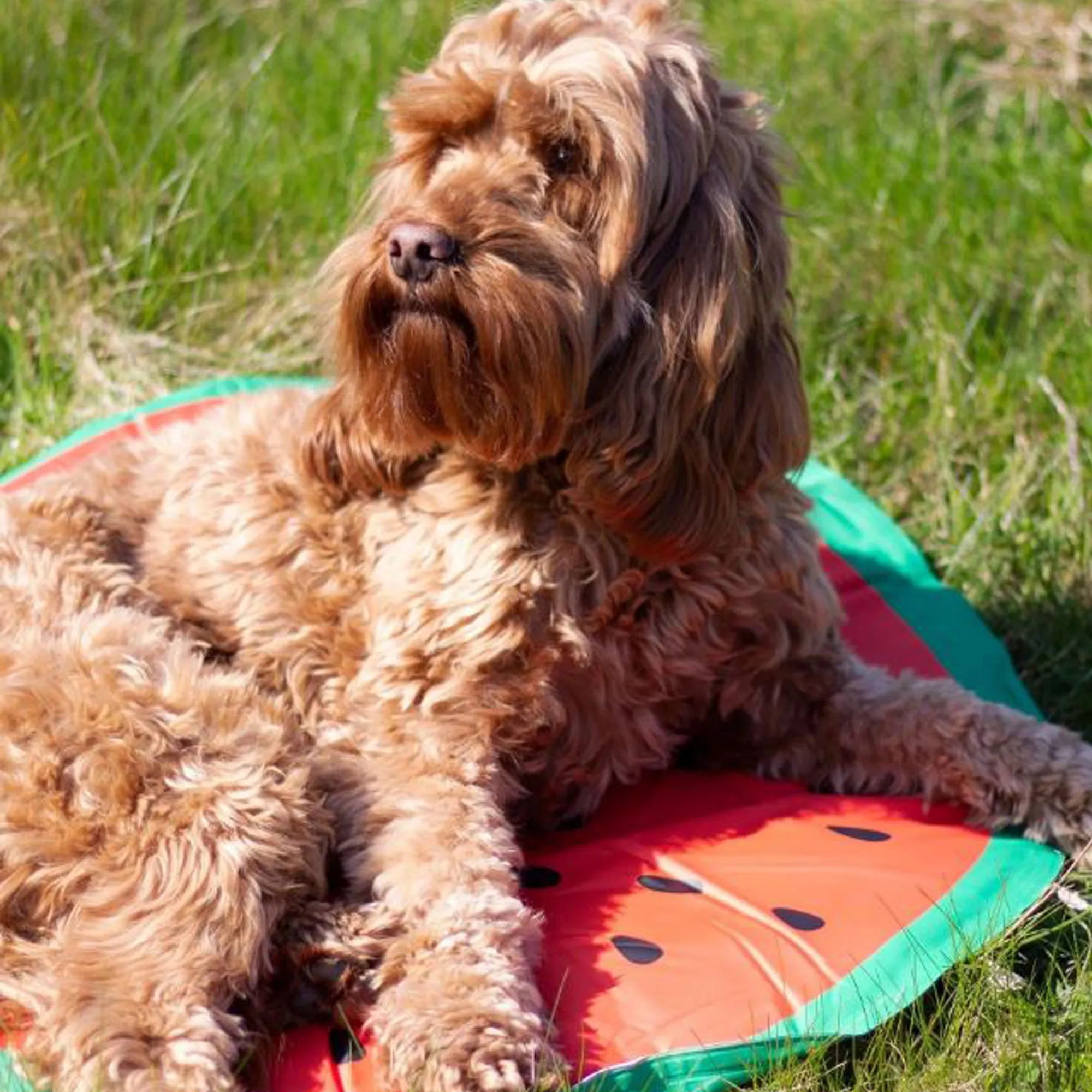 Rosewood Watermelon Print Circular Cool Mat