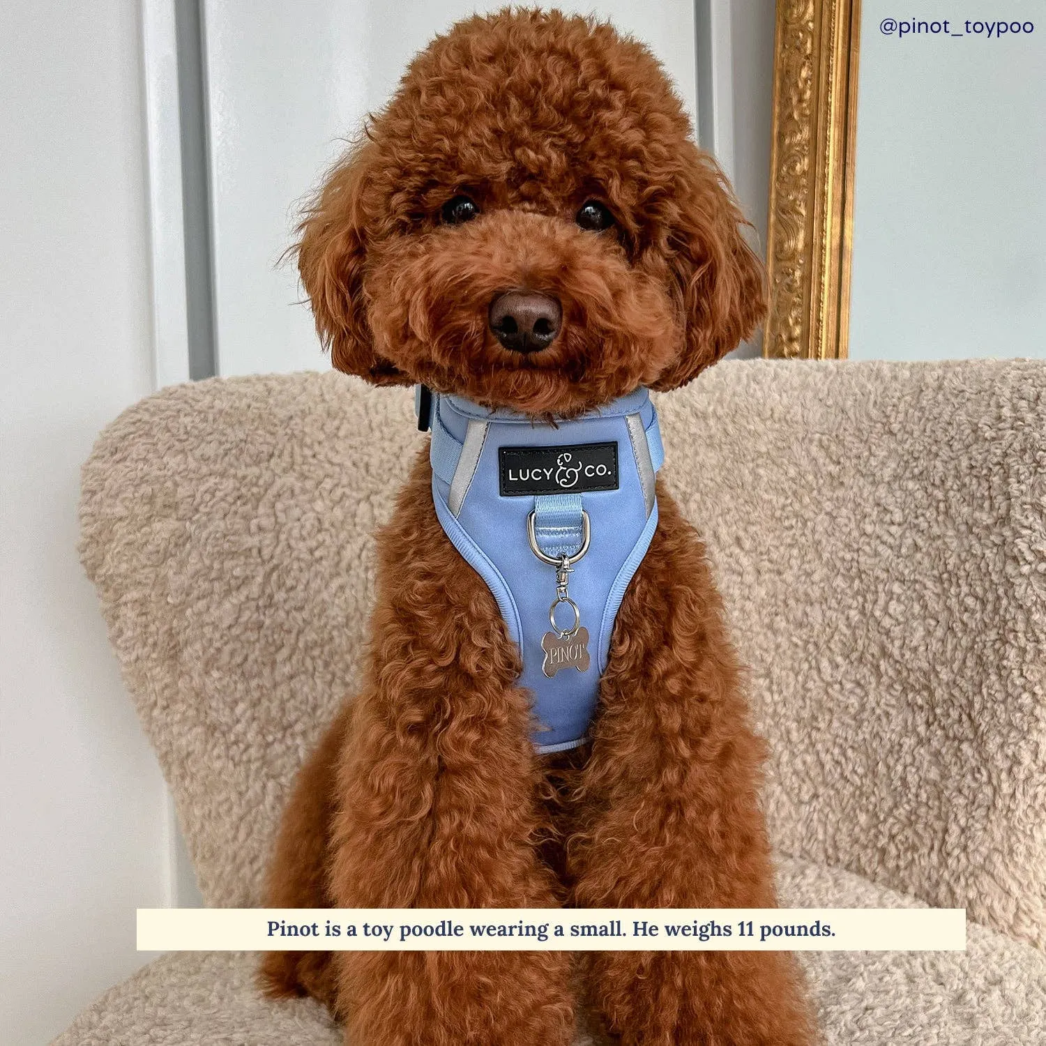 The Denim Blue No-Pull Harness