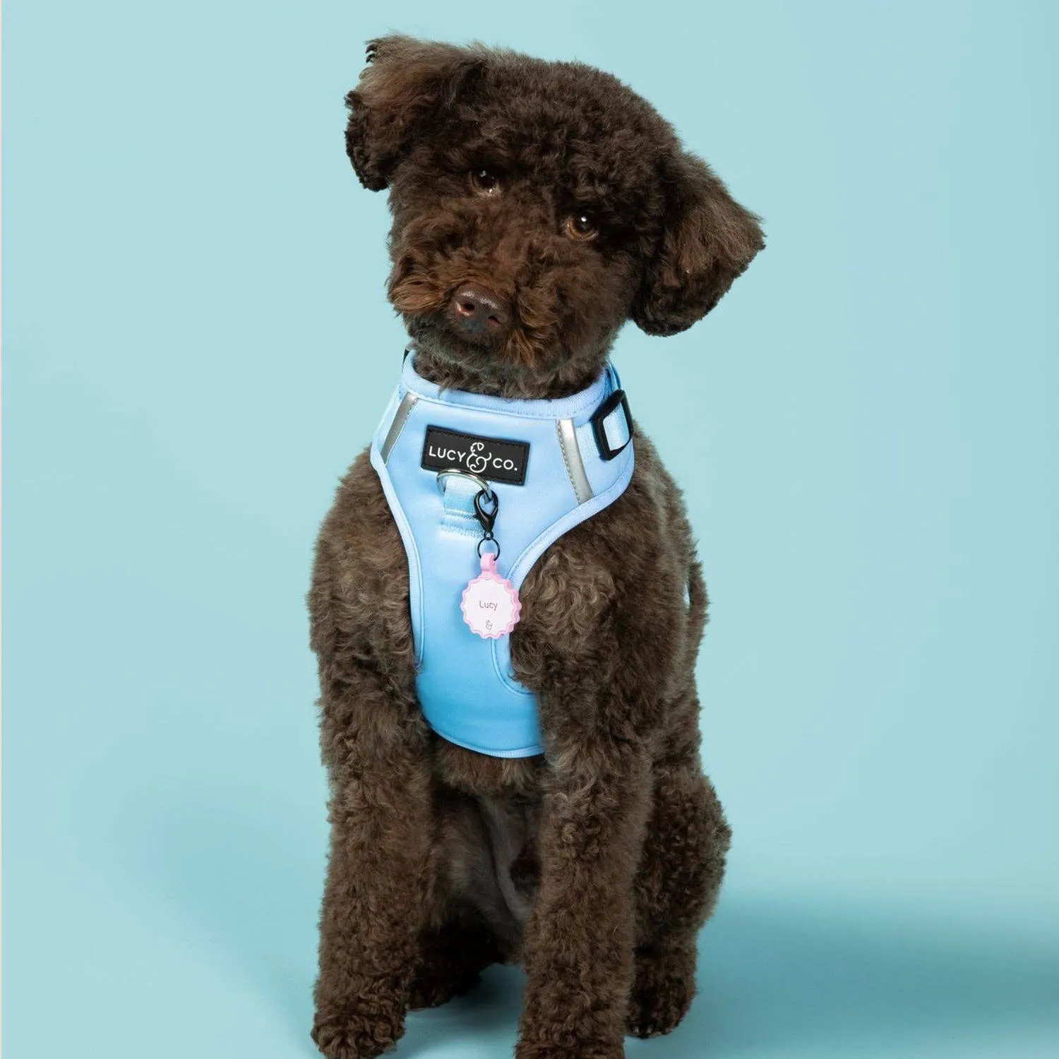 The Denim Blue No-Pull Harness
