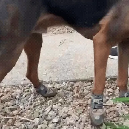 Waterproof Dog Shoes - The Ultimate Paw Protectors